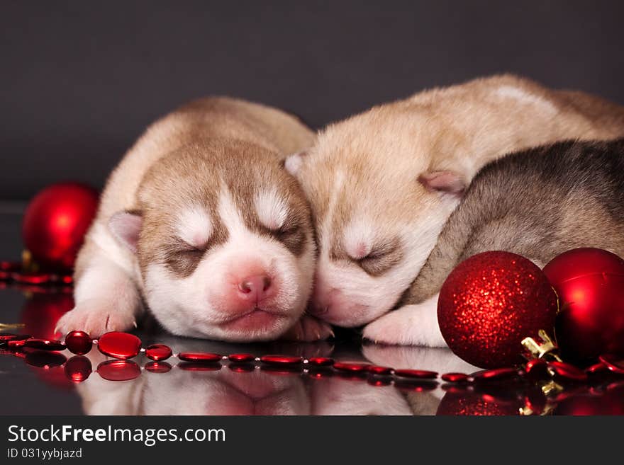 Newborn puppies in christmas theme. Newborn puppies in christmas theme