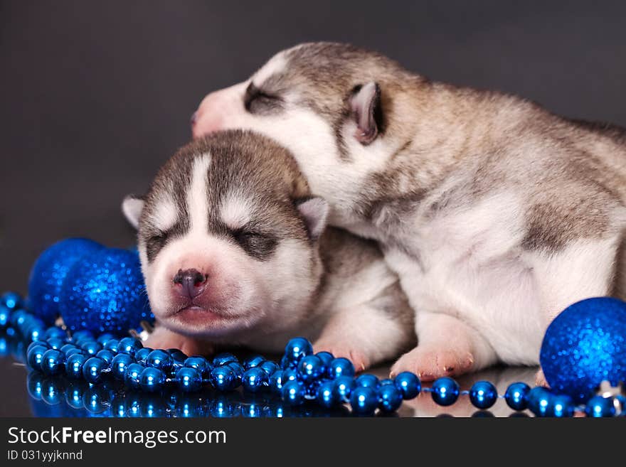 Newborn puppies in christmas theme. Newborn puppies in christmas theme