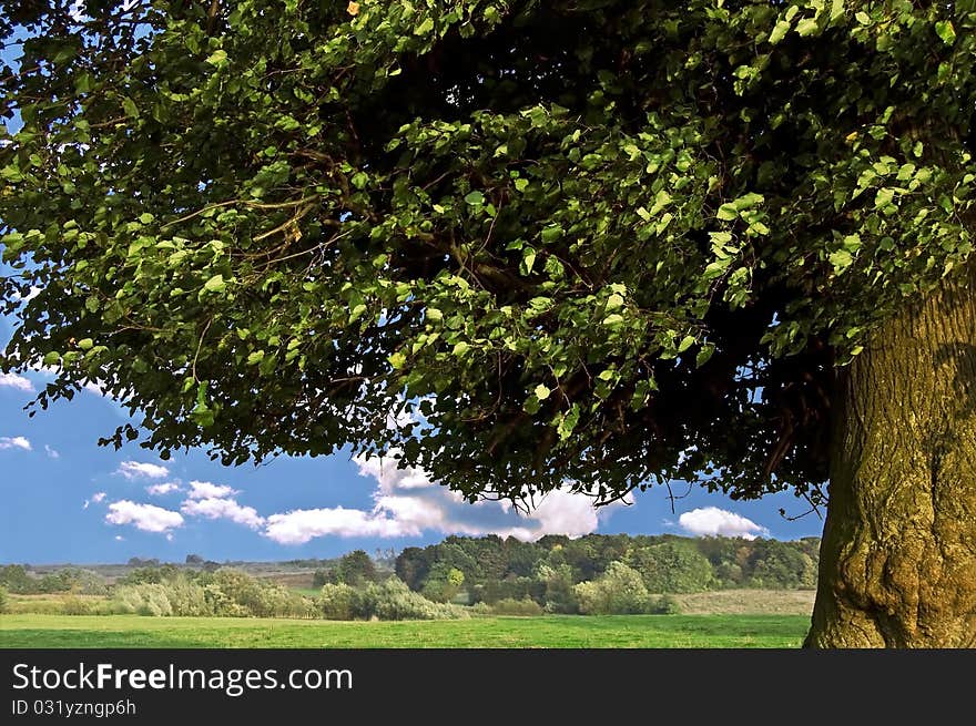 Piece of the linden on the meadow. Piece of the linden on the meadow