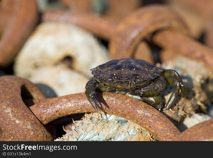 Shore Crab resting on dredging net