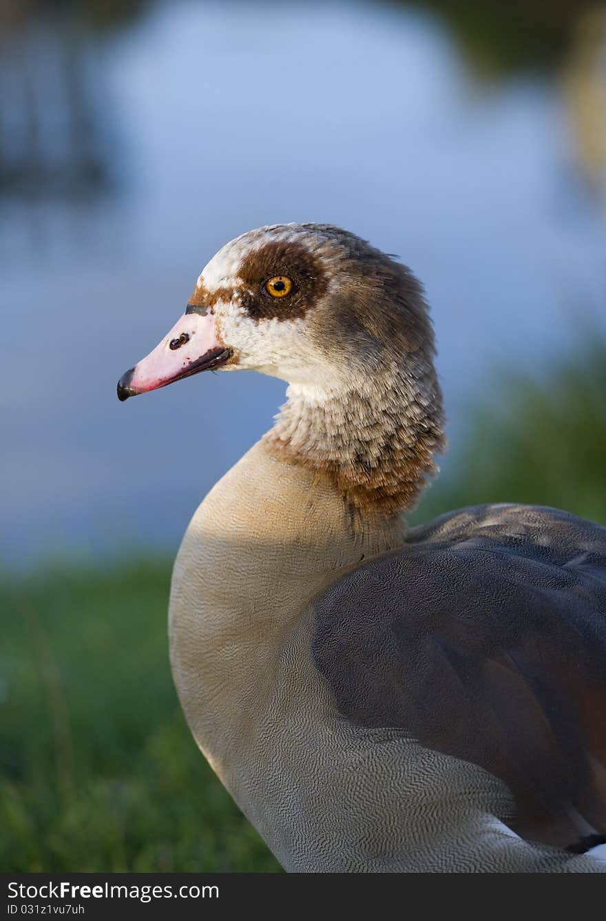 Egyptian Goose