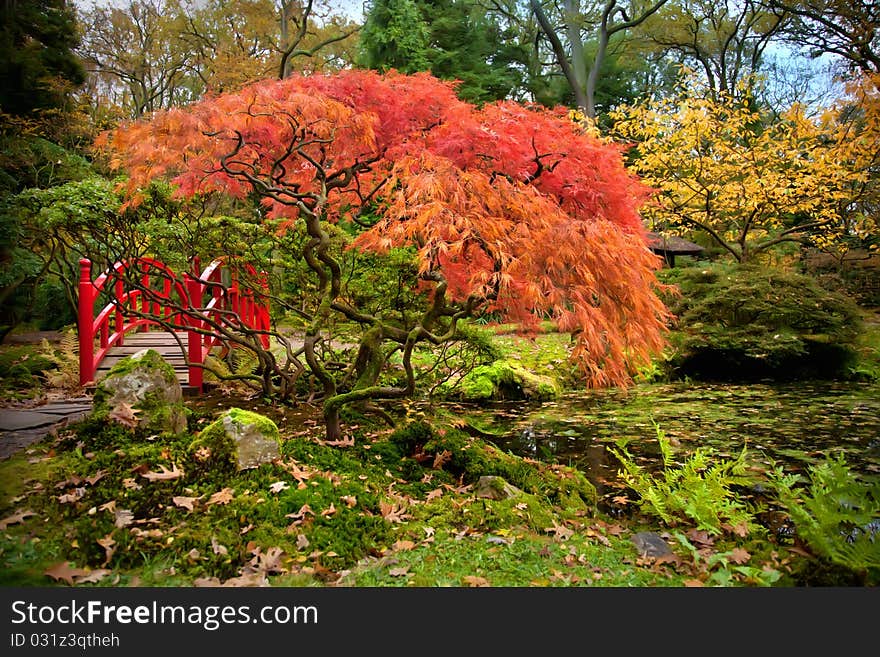 Autumn In Park