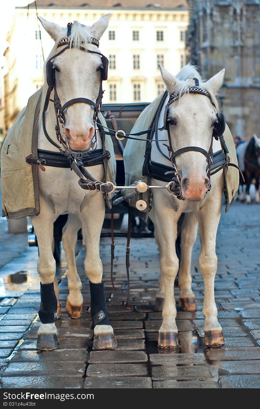 Vienna, Austria, a pair of horses harnessed to a carriage