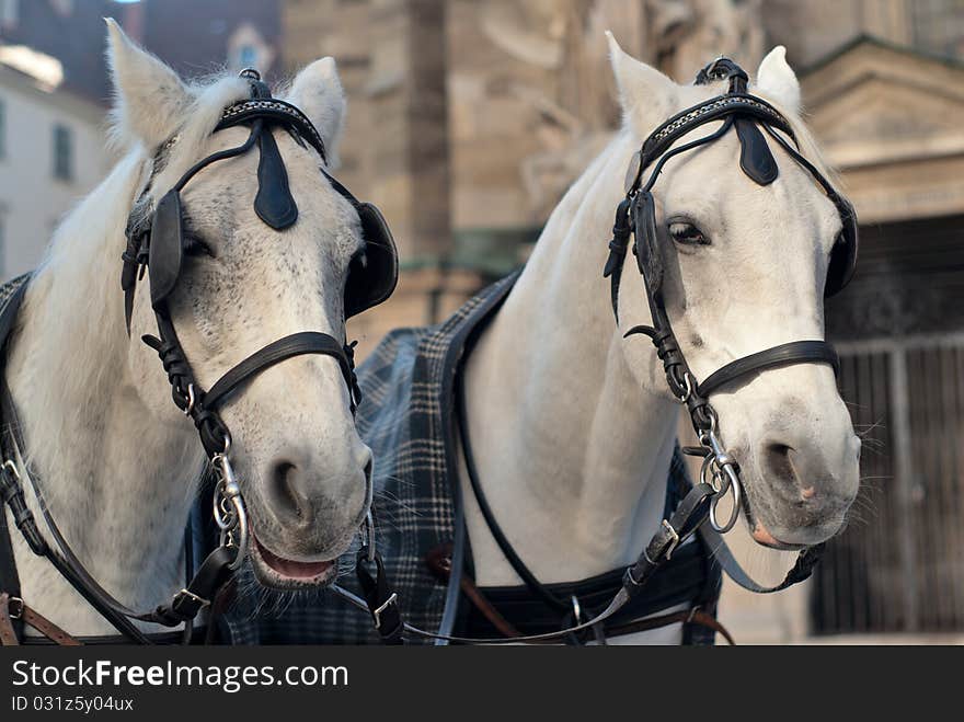 Pair of horses