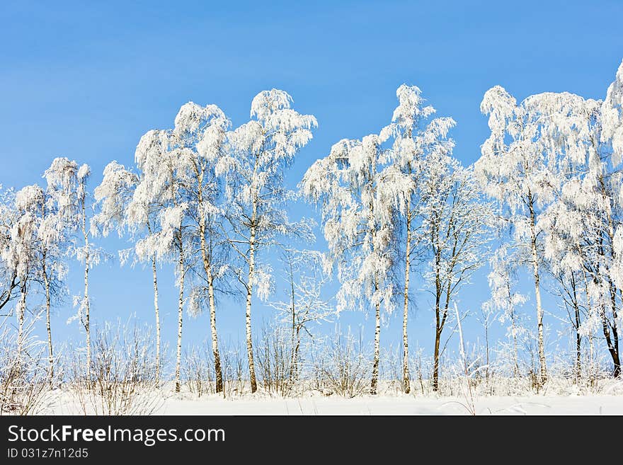 Winter landscape