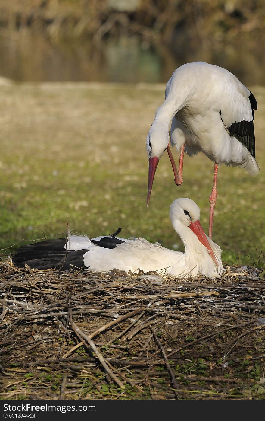 Two storks in the nest in a field