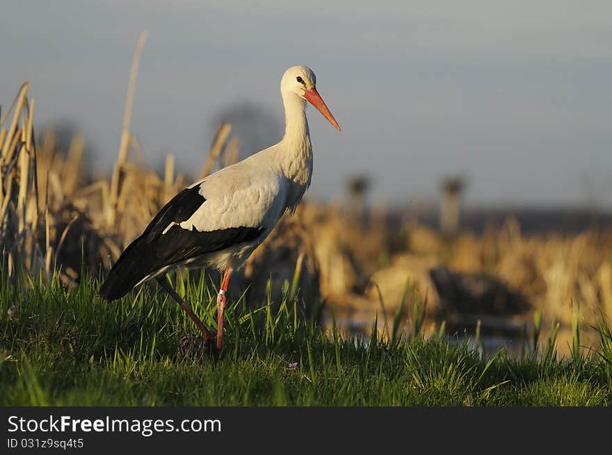 A stork in a meadow with a marsh in the background