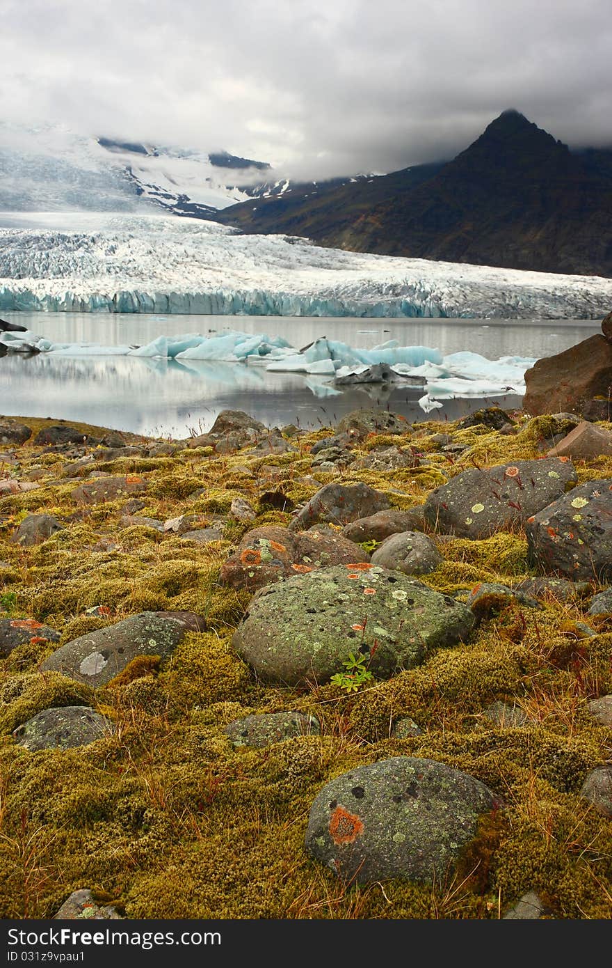 Flora under melting glacier