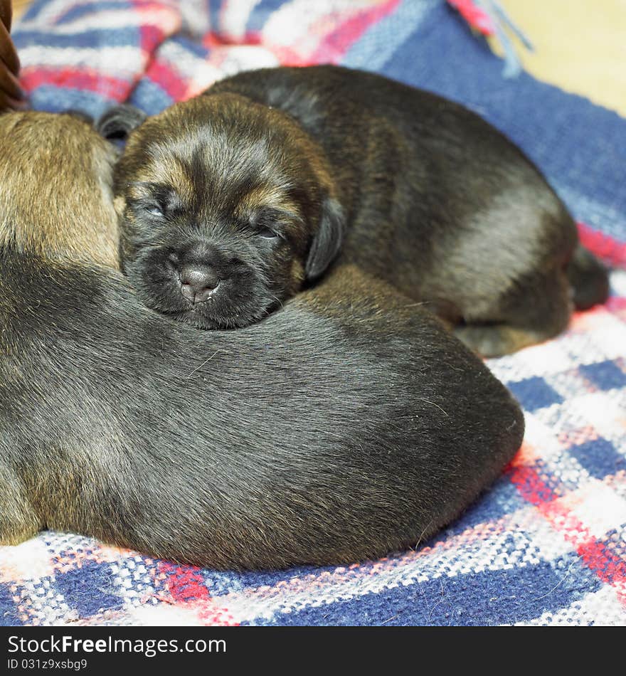 Lying puppies of border terrier