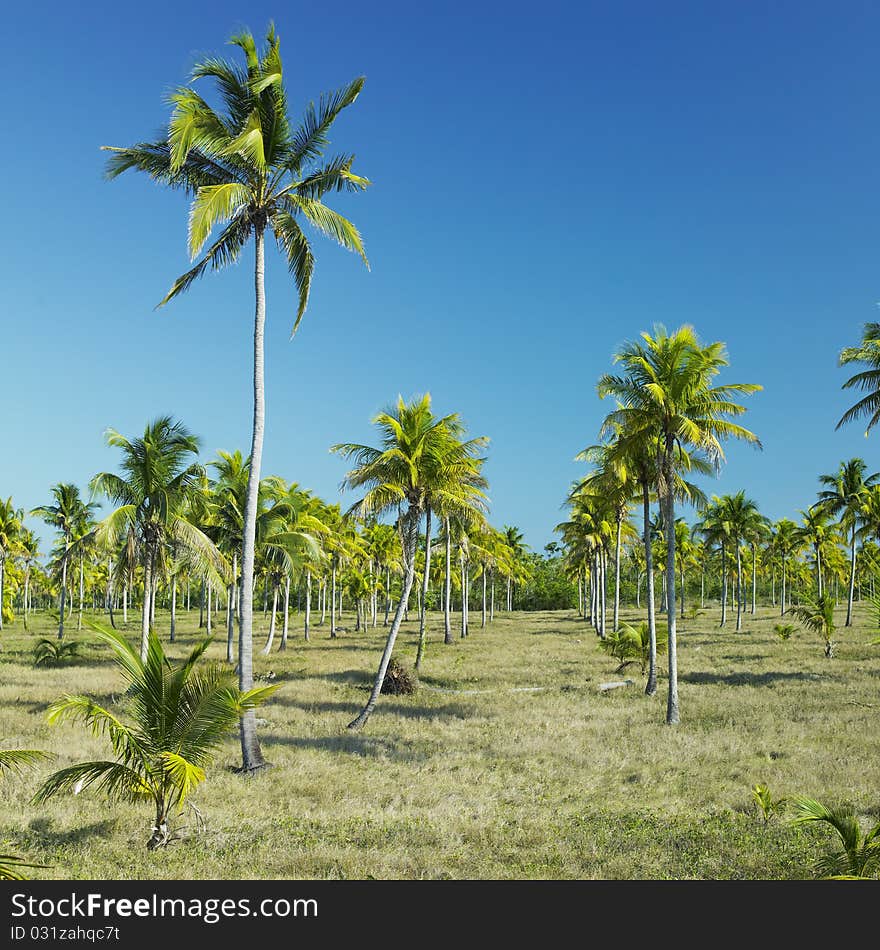 Parque Nacional Desembarco del Granma, Granma Province, Cuba. Parque Nacional Desembarco del Granma, Granma Province, Cuba