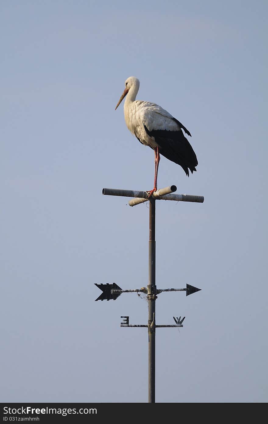 A stork sitting on a flag weathervane