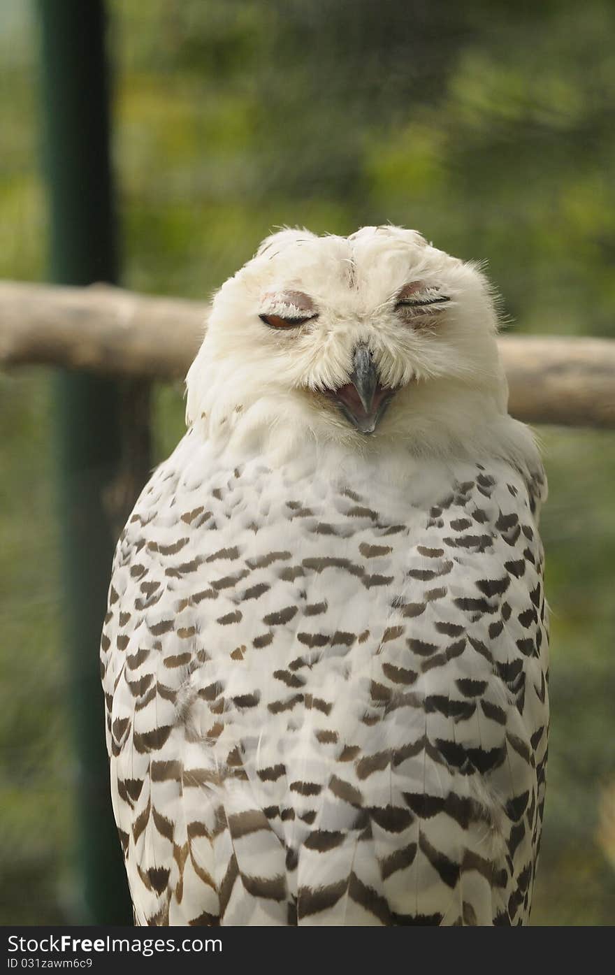 Portrait of snow owl with eyes closed