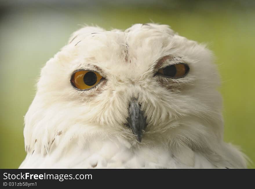 Close-up of snowy owl on a green background