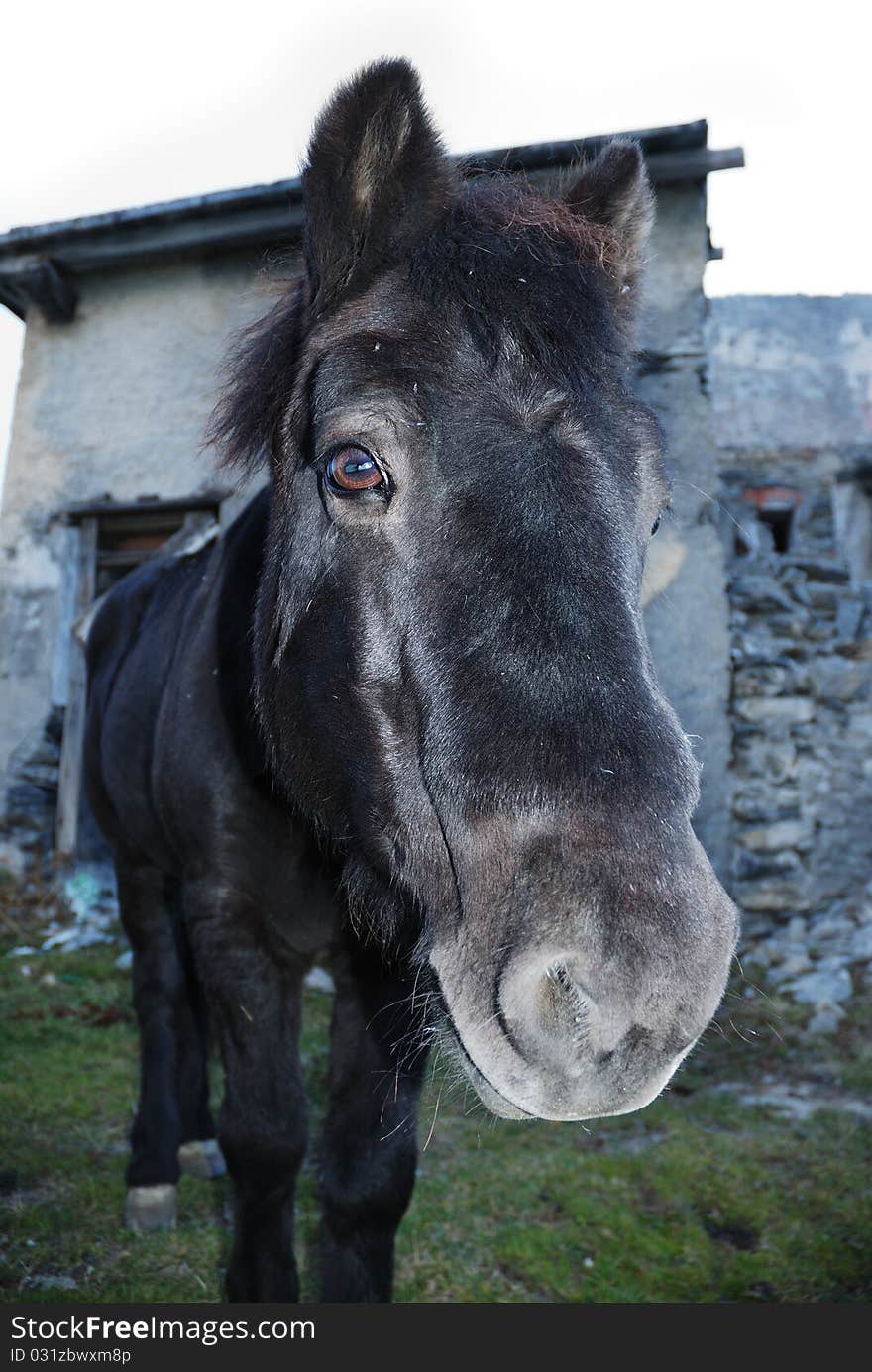 Close-up of a black horse with a house behind. Close-up of a black horse with a house behind