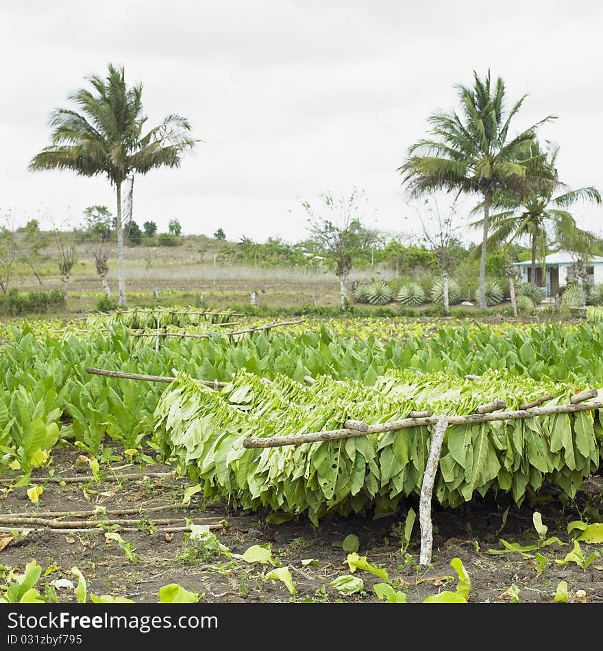 Tobacco harvest in Ciego de Avila Province, Cuba