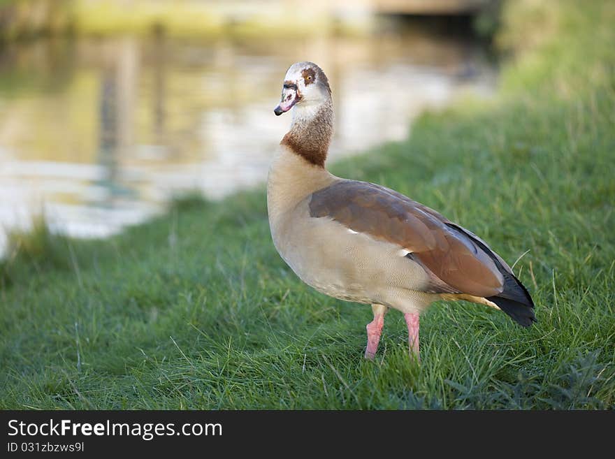 Egyptian Goose