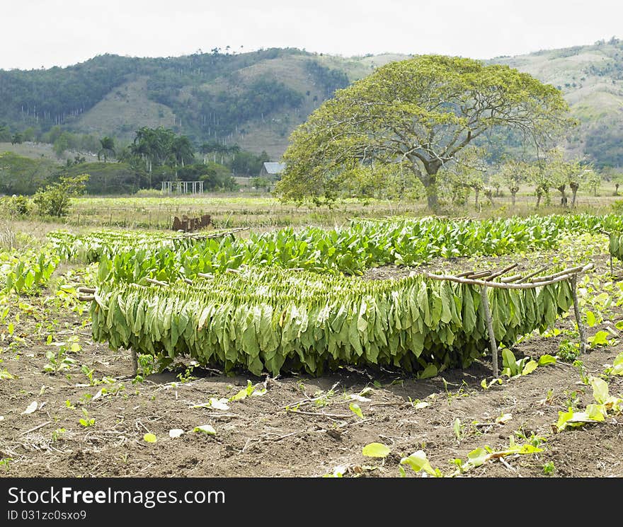 Tobacco harvest