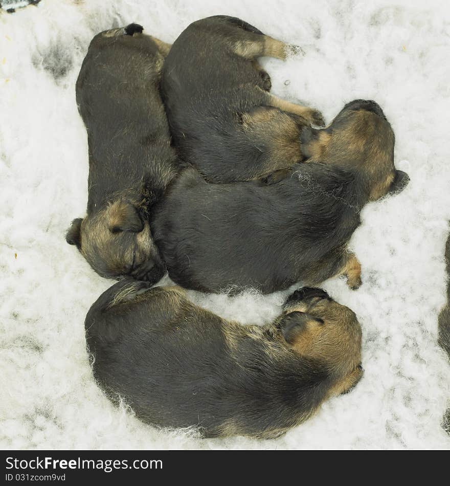 Sleeping puppies of border terrier