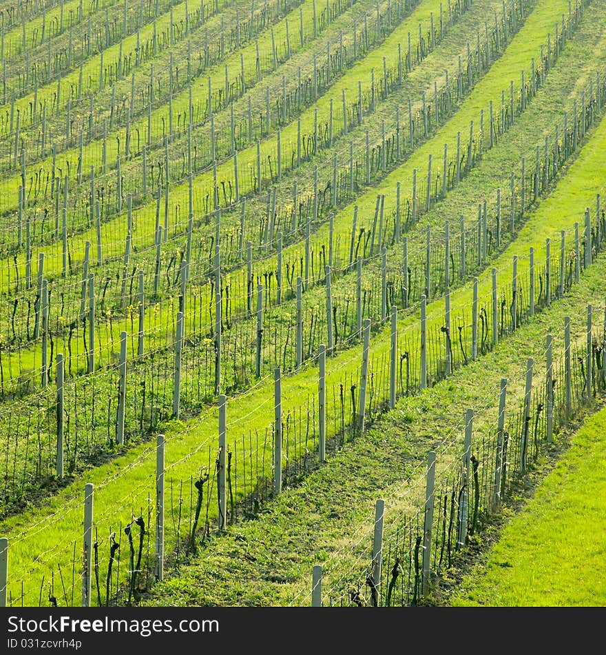 Vineyard Ulehle in Czech Republic