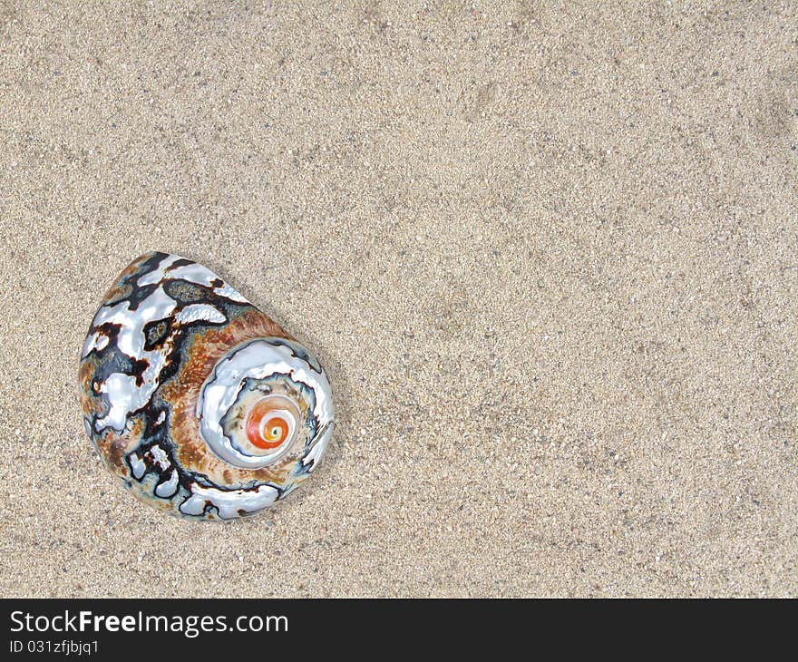 Turban shell