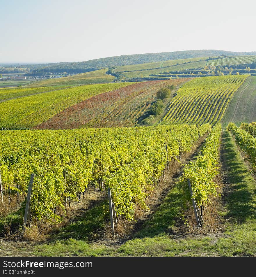 Vineyard of Palava in Czech Republic