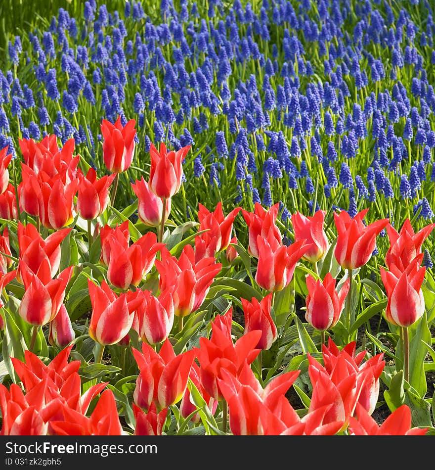 Keukenhof Gardens