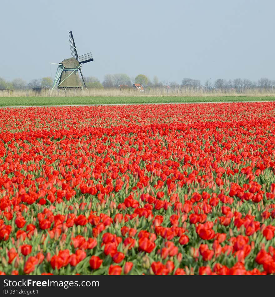 Windmill with tulip field