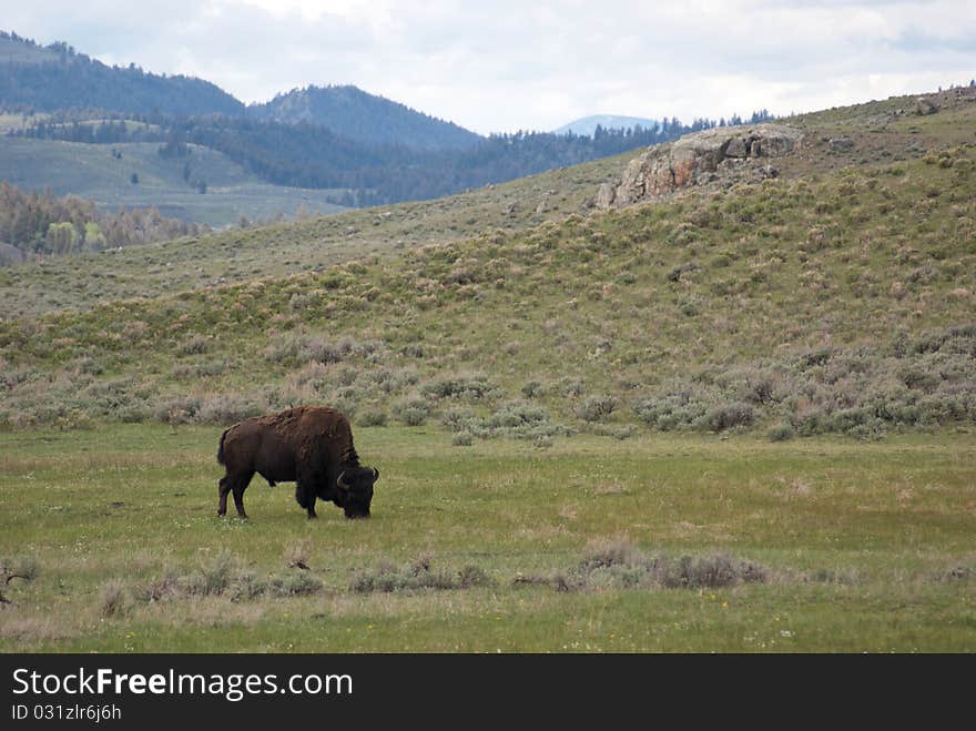 An American Bison grazes in the foothills of the Rocky Mountains.