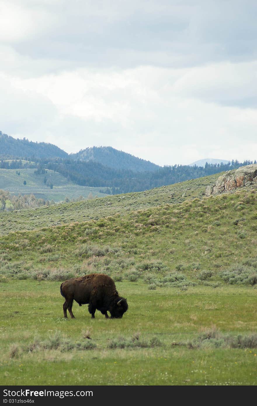 An American Bison grazes in the foothills of the Rocky Mountains.