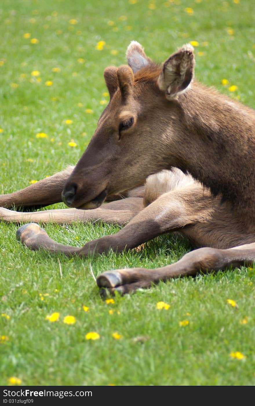 A young Elk relaxes in the early spring at Yellowstone. A young Elk relaxes in the early spring at Yellowstone.