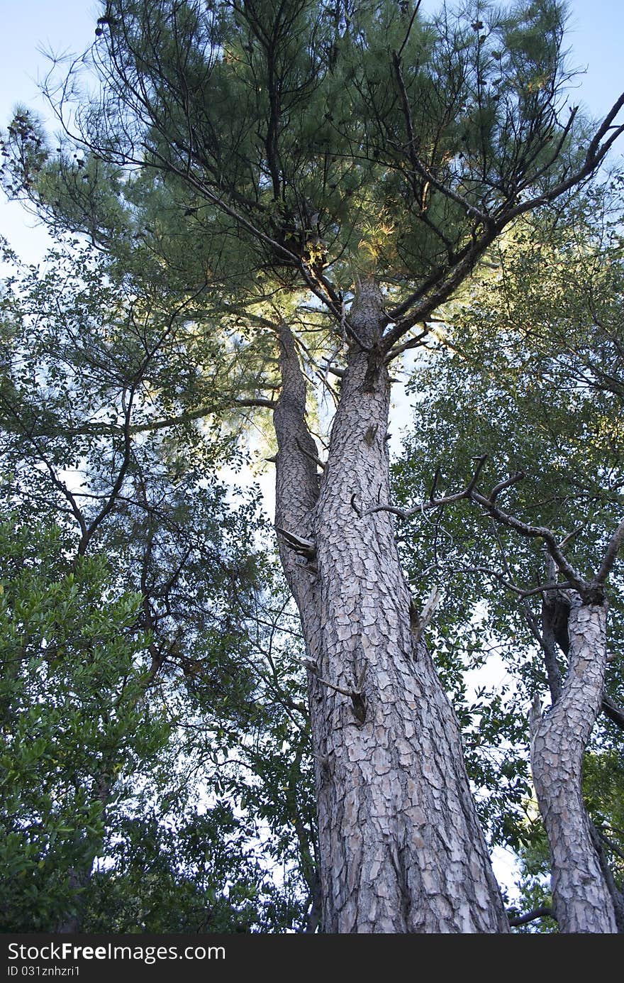 Pinecone tree taken in late afternoon