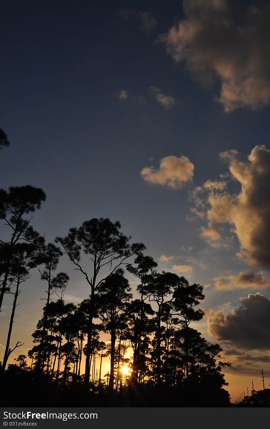 Pine trees in front of carrebean sunset