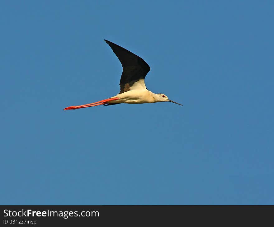 Flying stilt, (Himantopus himantopus), blue sky. Flying stilt, (Himantopus himantopus), blue sky