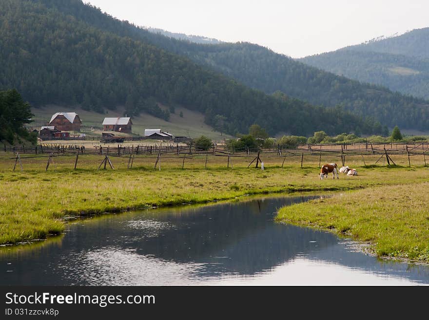 Rural landscape with the several cows grazed on a green lawn on river bank. Rural landscape with the several cows grazed on a green lawn on river bank