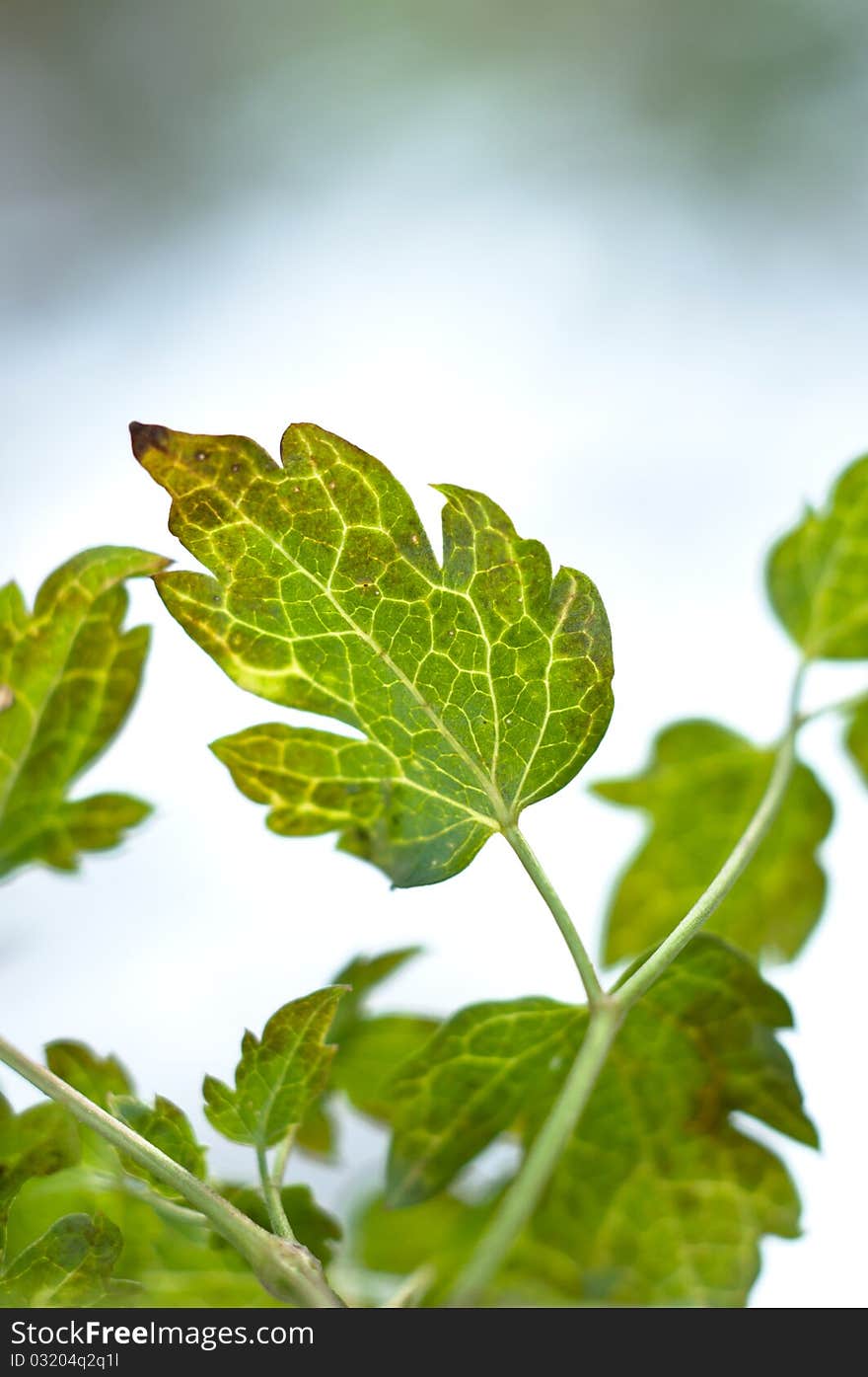 Green leaves on white snowy background blurry at winter