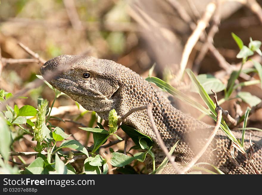 Nice african varan lizzard hiding in the vegatation