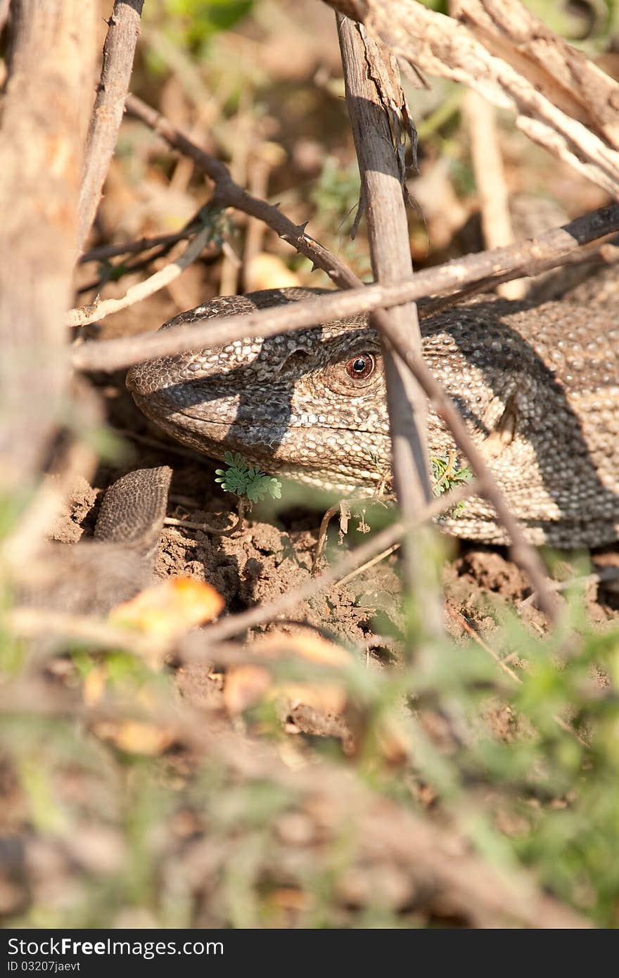 Nice african varan lizzard hiding in the vegatation