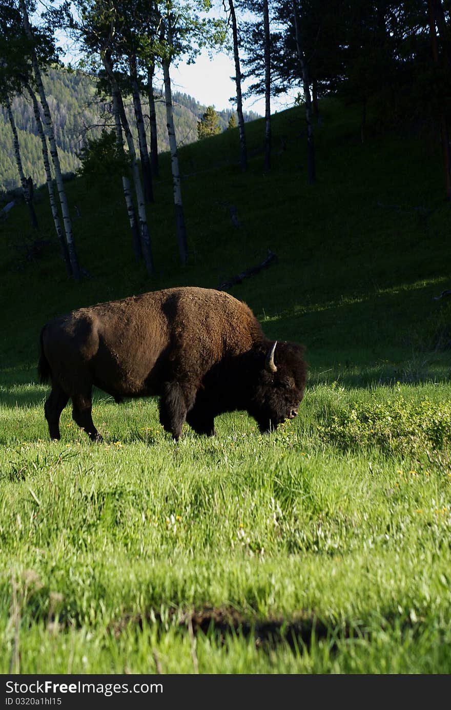 A bison grazing in yellowstone. A bison grazing in yellowstone