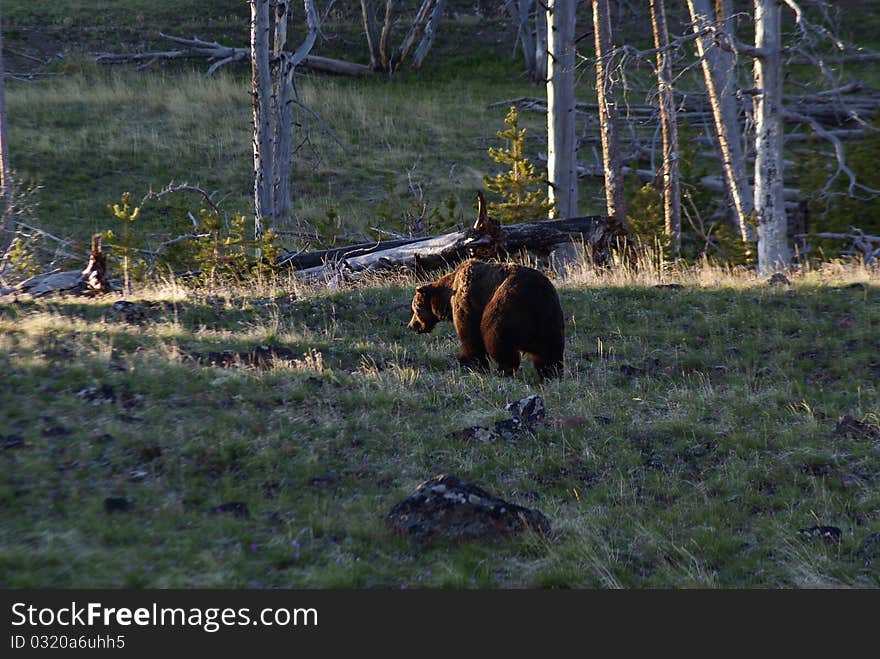 Grizzly boar at dawn on mt washburn, yellowstone National park