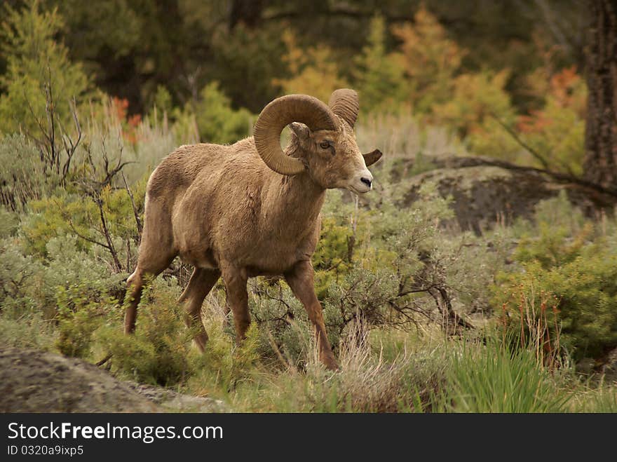 A big horn sheep in yellowstone national park