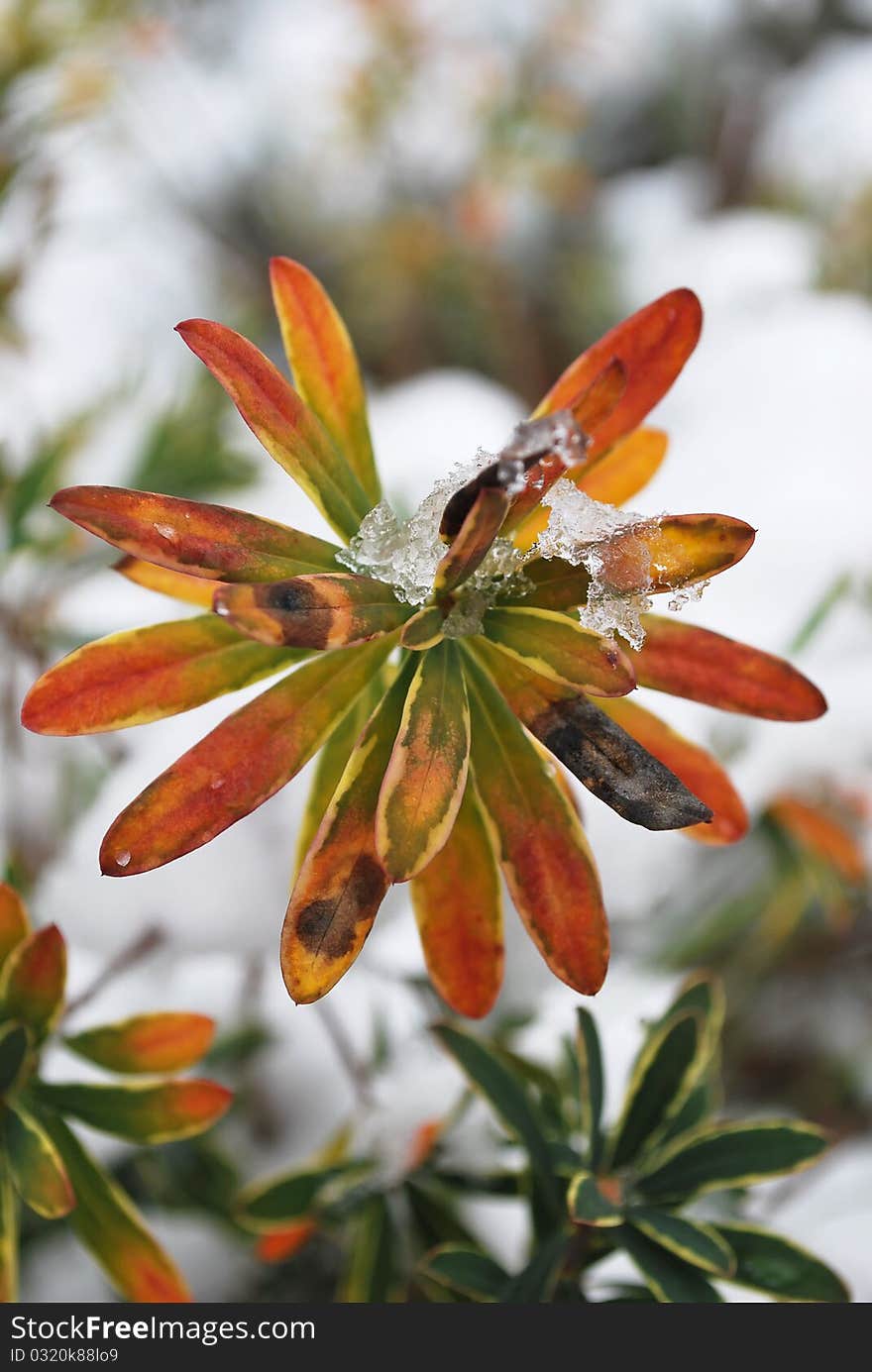 Purple red and yellow plants are covered with morning frost and snow. Purple red and yellow plants are covered with morning frost and snow.