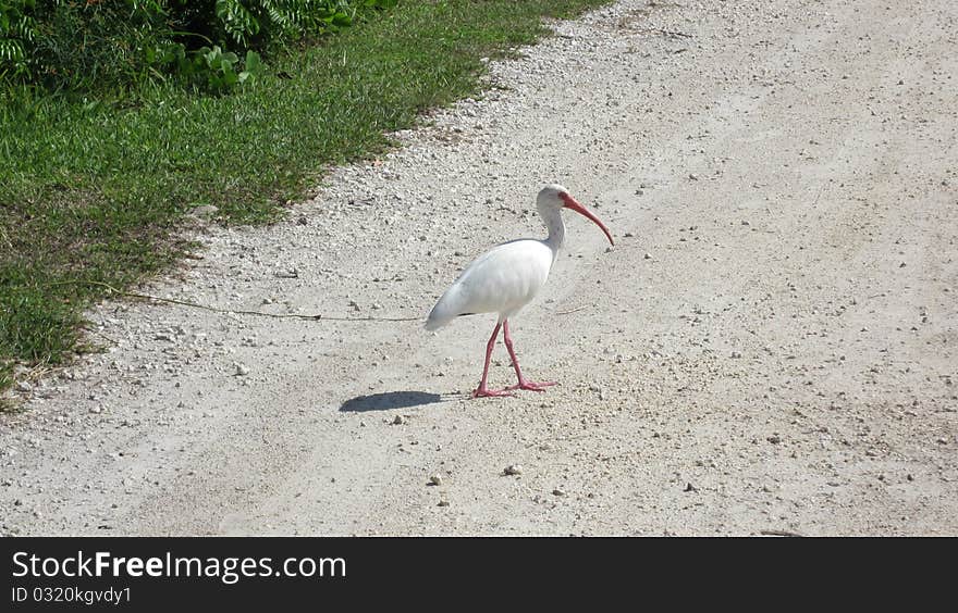 Ibis