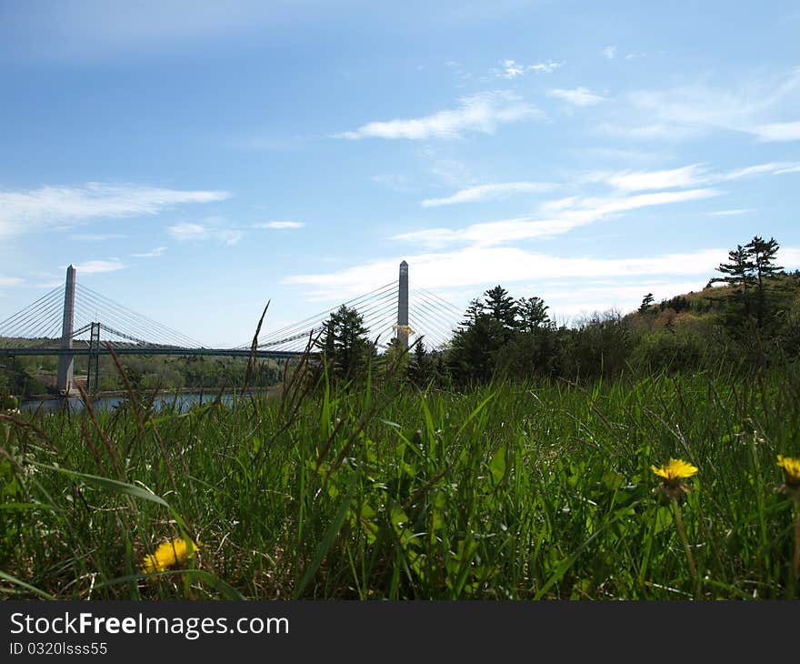 Grass and dandelions against a brilliant blue sky, with a bridge in the left . Grass and dandelions against a brilliant blue sky, with a bridge in the left .