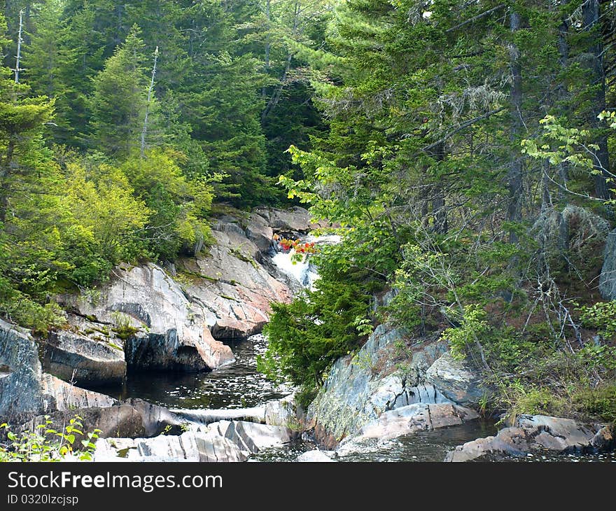 A single red branch hangs amidst a forest of green beside a cascading waterfall.