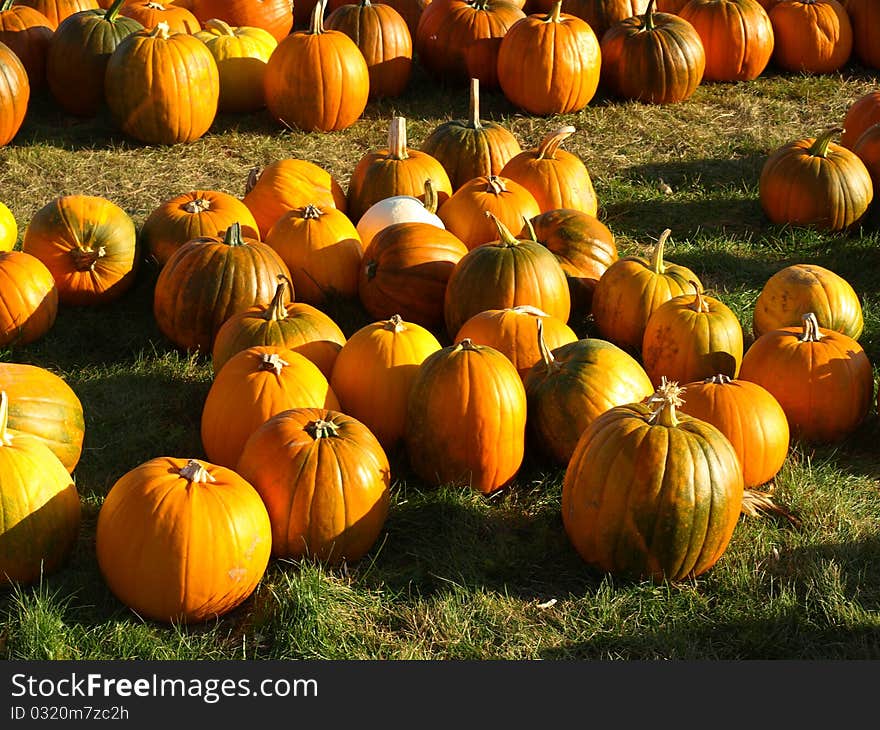 Pretty Pumpkins