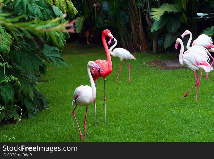 Male Flamingo standing with his ladies. Male Flamingo standing with his ladies.