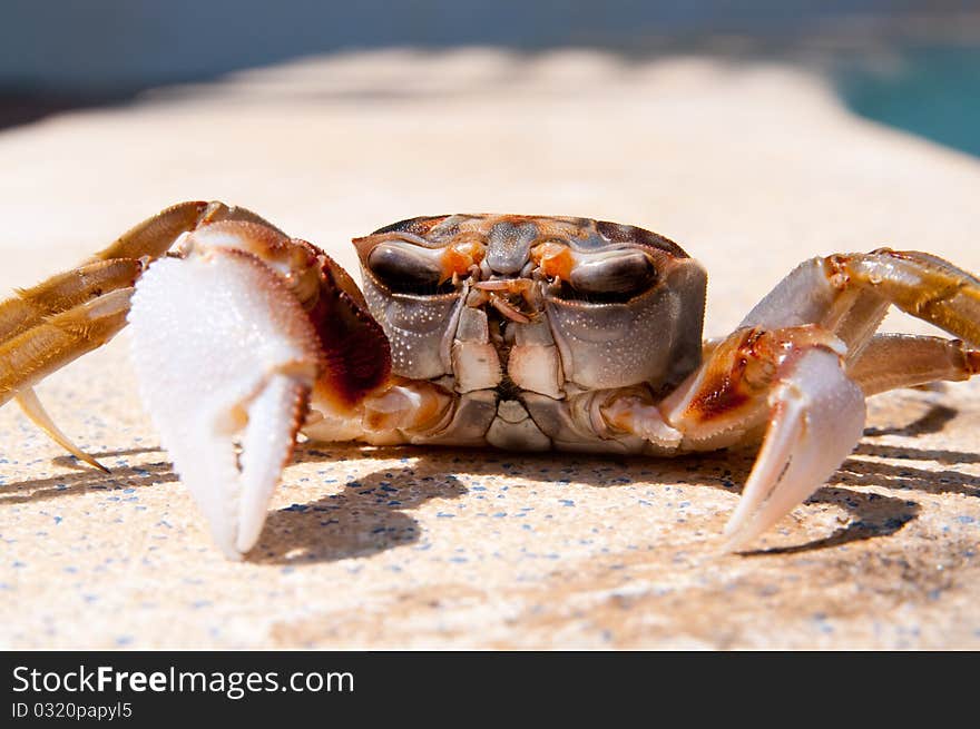 This is a crab from the pacific coast of central America. This is a crab from the pacific coast of central America