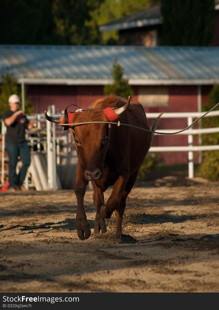 Young red steer being roped while running. The rope is just settling over his horns. Young red steer being roped while running. The rope is just settling over his horns.