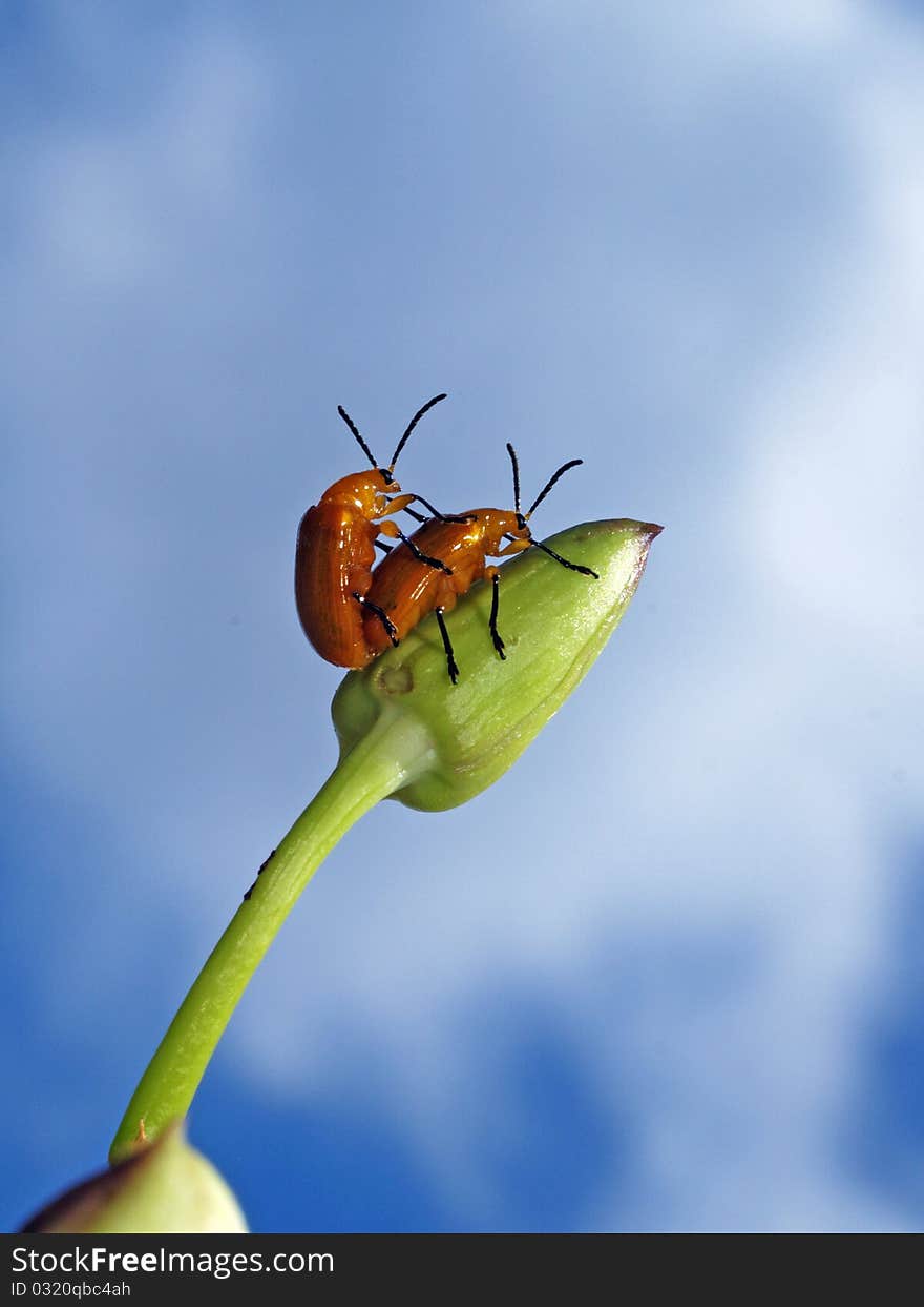 Two bugs has breed on top of orchid. Two bugs has breed on top of orchid.