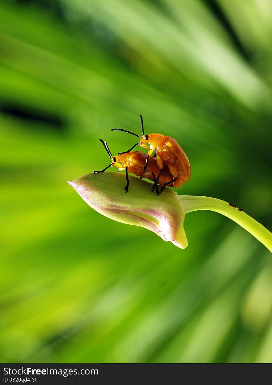 Two bugs has breed on top of orchid . Two bugs has breed on top of orchid